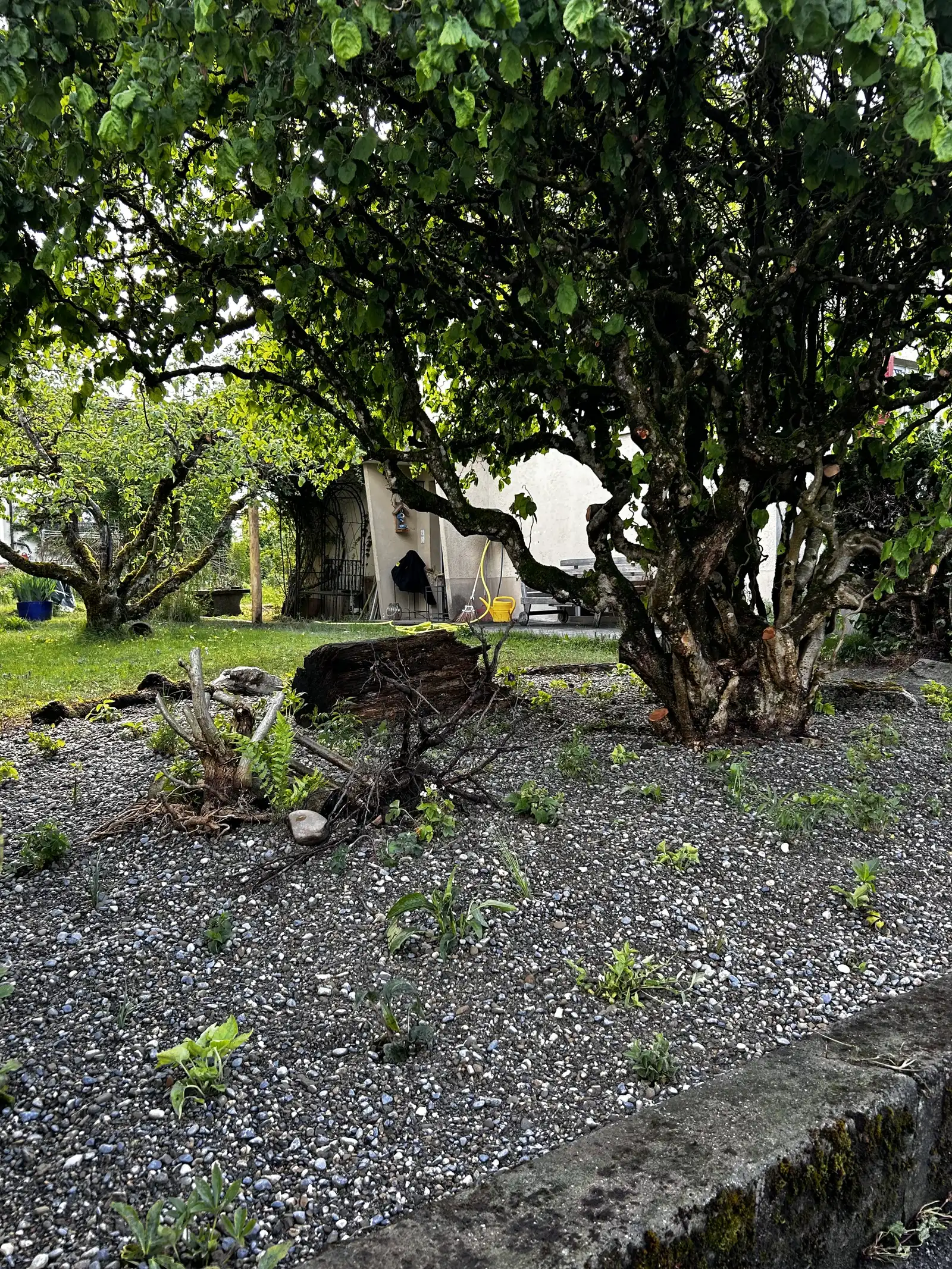Gartenimpression 1